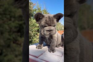 Do you love  cute puppies? #dog #puppy #frenchbulldog  #cute #trending