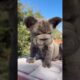 Do you love  cute puppies? #dog #puppy #frenchbulldog  #cute #trending