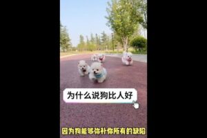 Dog licks owner. Says dog loves you unconditionally. Cute puppies