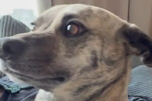 Dog stole my boyfriend