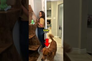 Dogs Absolutely Hate Playing Hide and Seek 😭 #shorts #dog