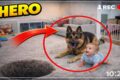 Dogs Protect Babies— Heartwarming Moments 🐶👶