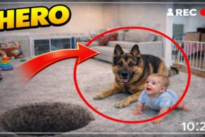 Dogs Protect Babies— Heartwarming Moments 🐶👶