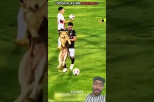 Dogs🐶 vs Cats😺 Play football ⚽ game #shorts #viral #short