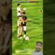 Dogs🐶 vs Cats😺 Play football ⚽ game #shorts #viral #short