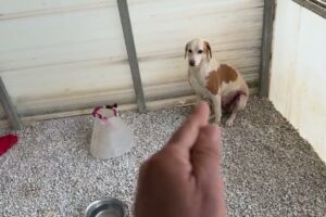 Dotty Is Crying Every Night… Please Think Before You Adopt 💔- Takis Shelter