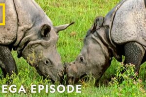 Dramatic Animal Battles | Animal Fight Night MEGA Episode | Nat Geo Animals