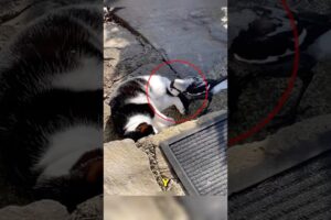 El gato solo estaba durmiendo #animals #perros