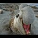 Elephant Seal Fight! Robot Spy Penguin Needs Backup From Spy Elephant Seal!