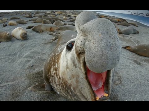 Elephant Seal Fight! Robot Spy Penguin Needs Backup From Spy Elephant Seal!