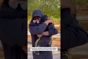 Emotional moments when rescued animals recognize their saviors after years apart.