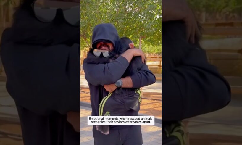 Emotional moments when rescued animals recognize their saviors after years apart.
