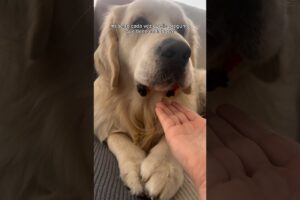 Es un experto en robar todo lo que ve y lo que no, también se las ingenia para conseguirlo