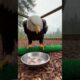 Family Rescues Injured Bald Eagle… Then This Happened 🦅