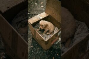 Found This Helpless Puppy Barely Alive #rescue #heartwarming