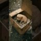 Found This Helpless Puppy Barely Alive #rescue #heartwarming