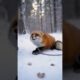 Fox 🦊 saving #save #rescue #fox