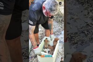 From Abandoned to Loved 🐶❤️ The Most Emotional Dog Rescue Stories