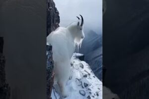 Frozen Mountain Goat Rescued from Ice on Dangerous Cliff! 🐐❄️ #Shorts
