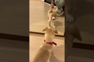 Funniest & Cutest Puppies! Exotic Pets Steal the Show #cute #puppy #shorts