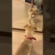 Funniest & Cutest Puppies! Exotic Pets Steal the Show #cute #puppy #shorts