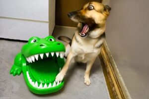 Funniest Pets of 2025😂 BEST Animal Videos