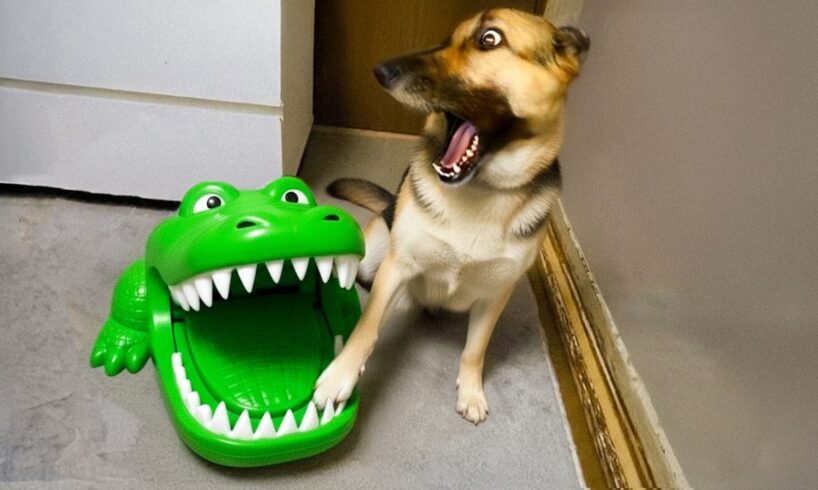 Funniest Pets of 2025😂 BEST Animal Videos