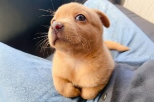 Funniest Puppies Being Absolutely Hilarious! 🤣Funny DOG Videos 2026!