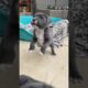 Funny Cute Puppies #shorts