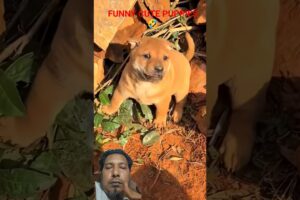 Funny Cute Puppies🤣#cutepuppy #funnycutepuppy #puppylovers #funny #puppyvideos #animallove #puppy
