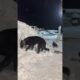 Funny Dog and Crow Playing Together in the Snow ❄️🐶🐦 | Unexpected Animal Friendship, funny momtent