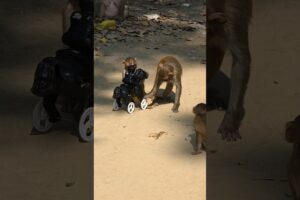 Funny Monkey Playing with a Toy | Pure Cute Moments 🐒#monkey #animals #funnyanimals