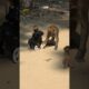 Funny Monkey Playing with a Toy | Pure Cute Moments 🐒#monkey #animals #funnyanimals