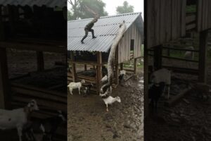 Giant Snake Attack: Ranger Smash Down to Saves Goat!