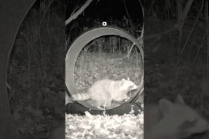 Giant Wheel vs. Wild Animals!