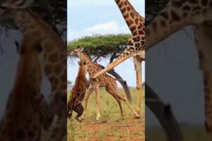 Giraffe Kicks Hyena Flying in the Wild | Incredible Animal Fight Moment #giraffe #hyena #animalfight