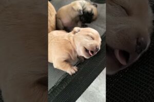 Golden Retriever Puppies That’ll Heal Your Soul