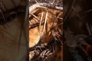 Golden Retriever Puppy Rescued from Thorn Bush | Emotional Dog Rescue #animals #pets #rescuestory