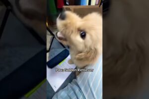 Golden retriever funny moments ❤️ cute puppies☺️ #shorts #fypシ゚viral #puppy #funnydogs