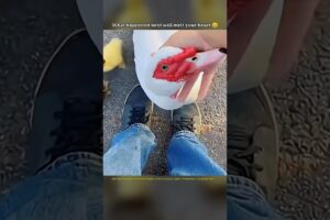 Goose Asked Me for Help… What Happened Next Will Shock You 😳🦢 #animalrescue #viral #animal #shorts