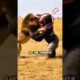 Gorilla vs Lion Who's Win😱#animals #shorts