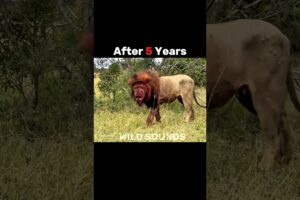 Greatest lion revenge in the history 🦁