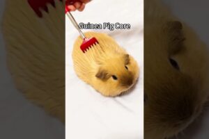 Guinea Pig Core#guinea pig #guinea pigs #cute guinea pig #guinea piglover #guinea pigsoftiktok #fyp