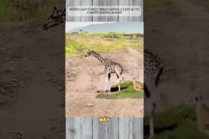 HƯƠU CAO CỔ BỊ BẦY SƯ TỬ KHỐNG CHẾ - VÀ CÁI KẾT KHÔNG AI NGỜ