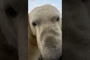 Hand feeding polar bears
