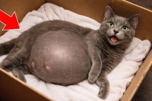 He Rescued a Pregnant Cat — Vet Couldn't Believe What She Delivered