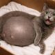 He Rescued a Pregnant Cat — Vet Couldn't Believe What She Delivered