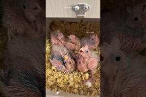 He Saved Baby Parrots 🦜