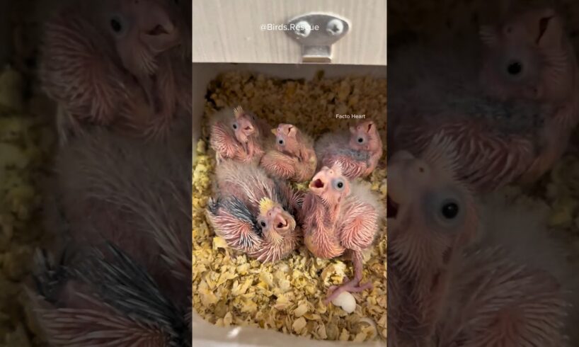 He Saved Baby Parrots 🦜