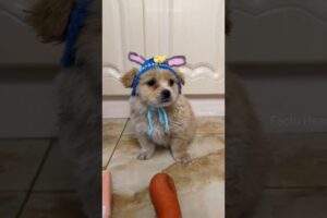 He Saved Two Lonely Puppies